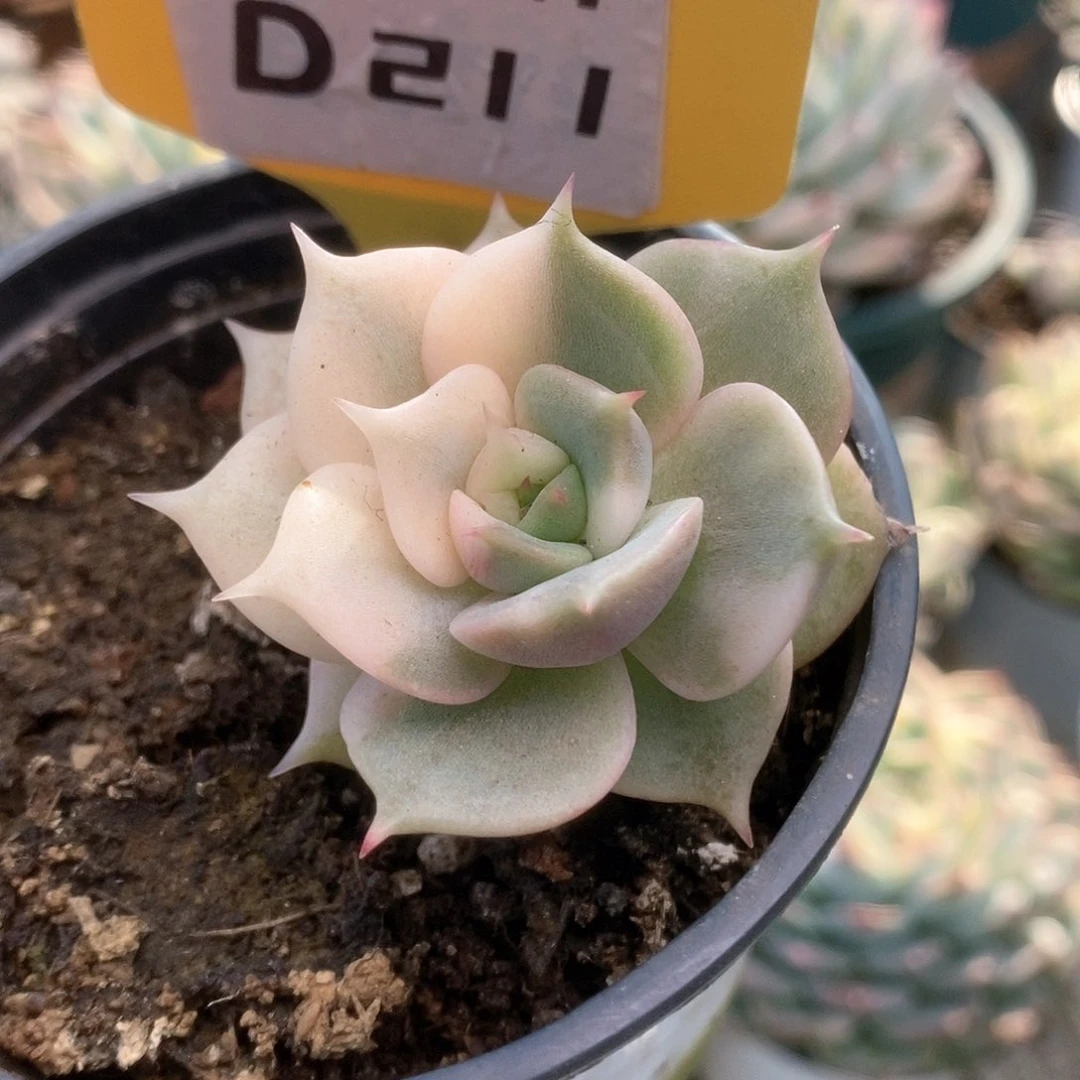 211贝加尔湖锦锦锦