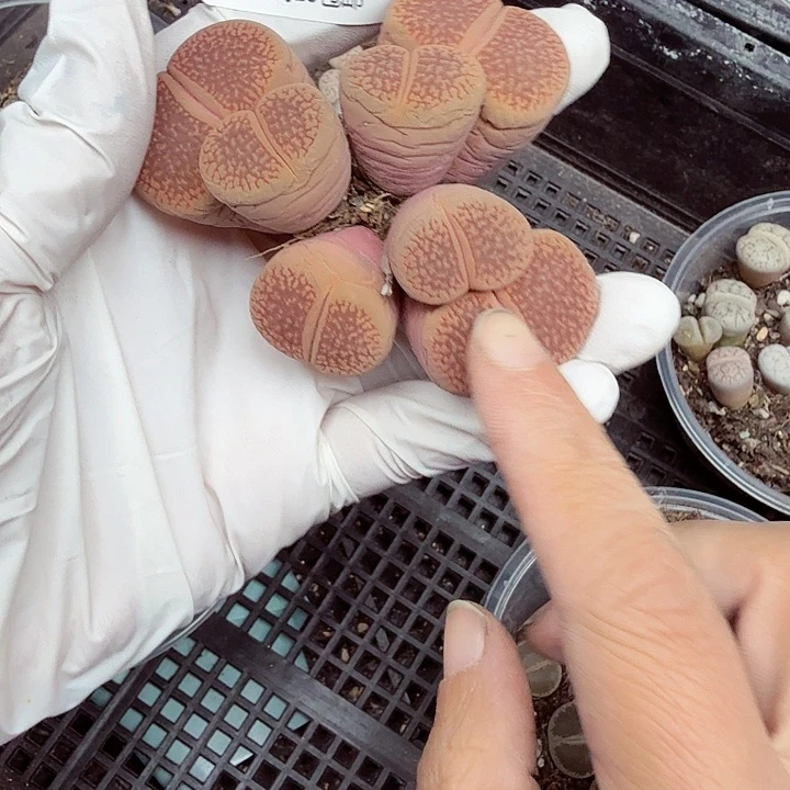 就可以去你哪里的店174