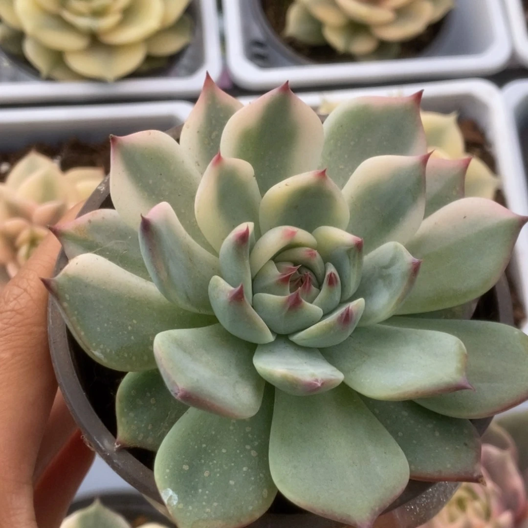046锦锦锦锦锦锦锦锦
