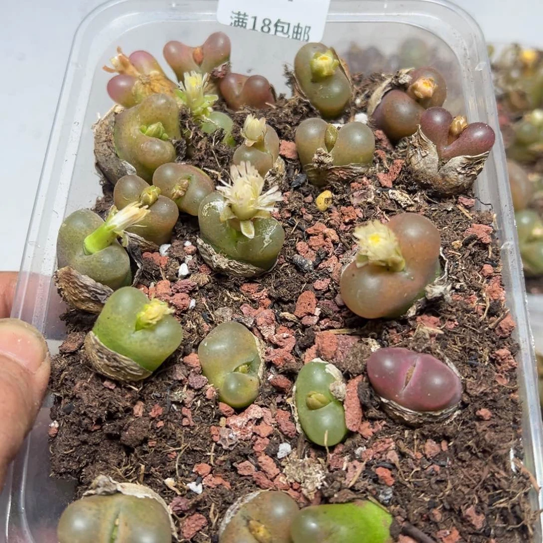 【闪购商品】 014。