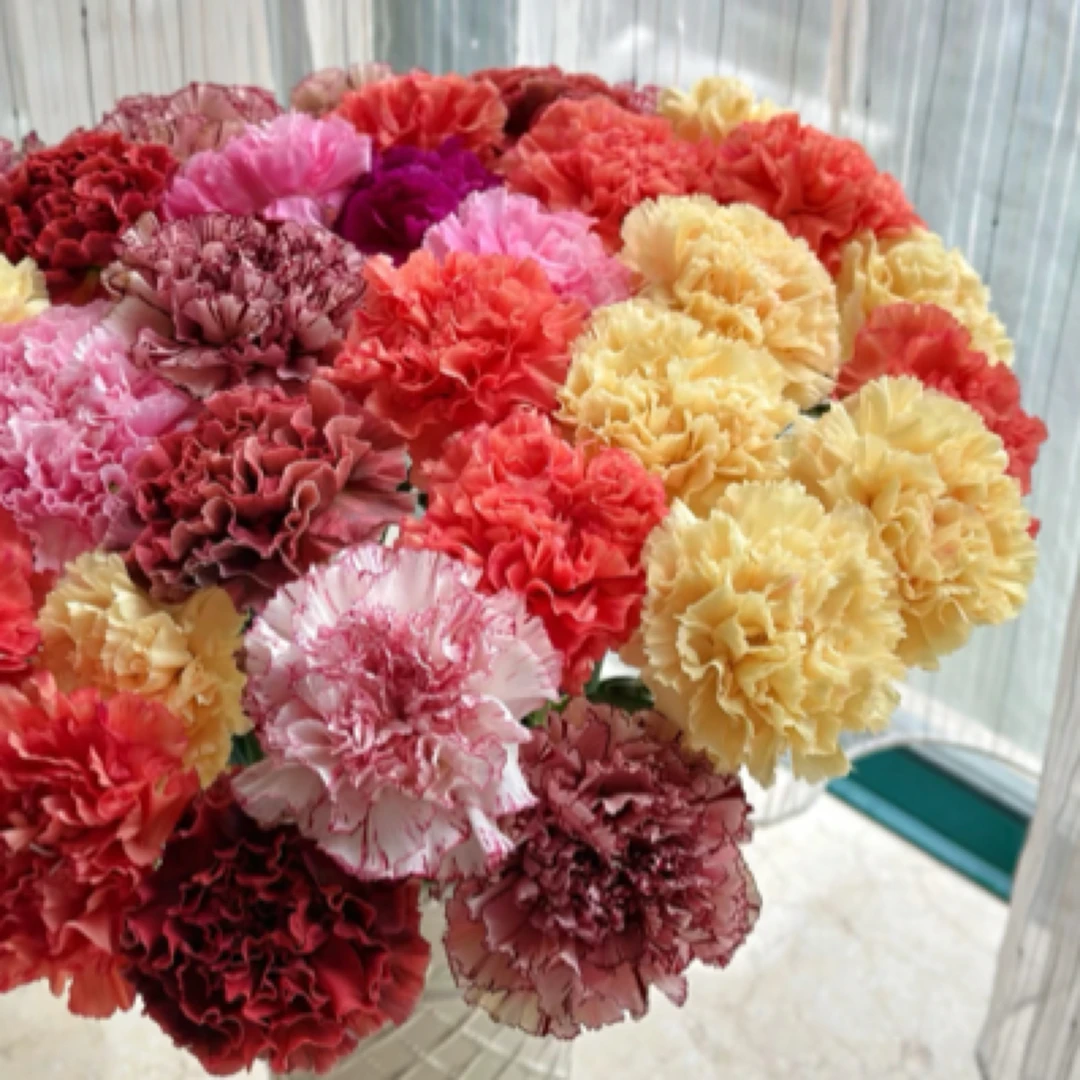 【混色康乃馨10枝】山东北京河北今天拍明天到