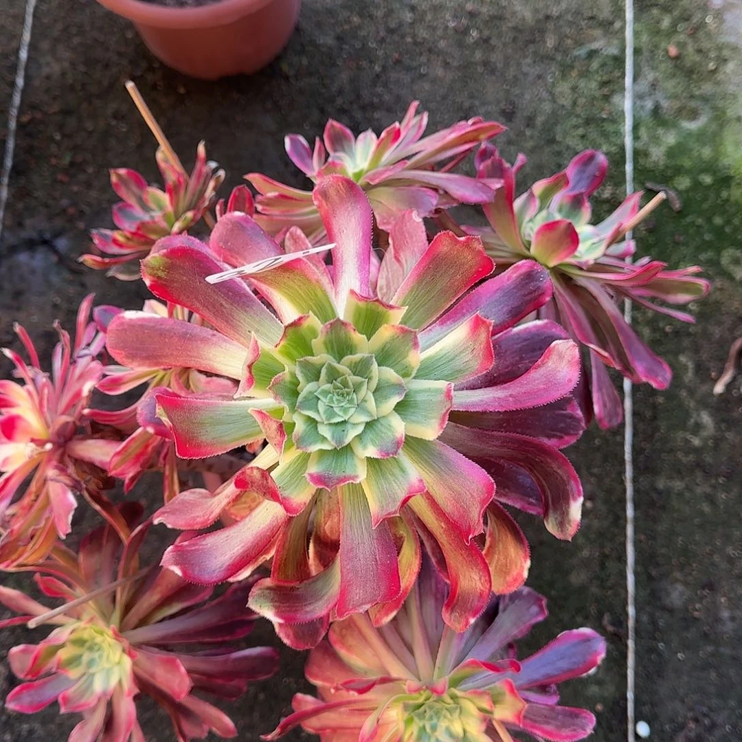 多肉2年波斯尾货不售后321