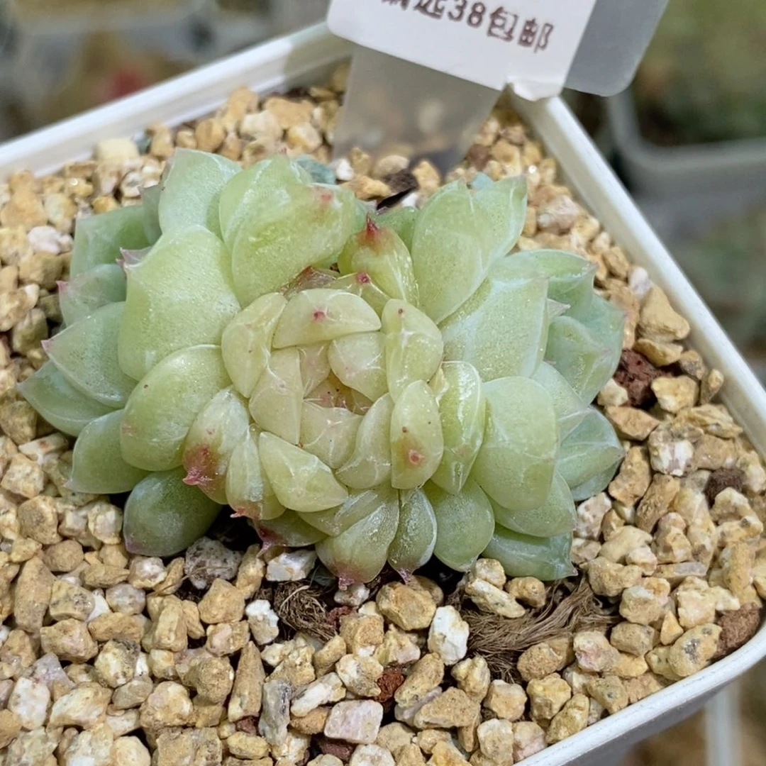 170东篱下多肉植物盆栽