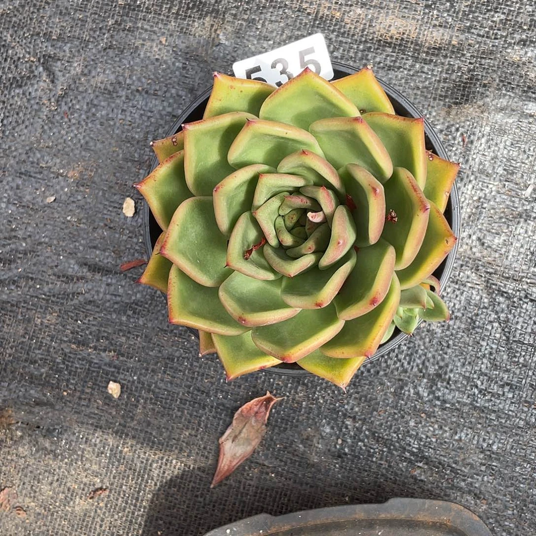 若如东云组拍535