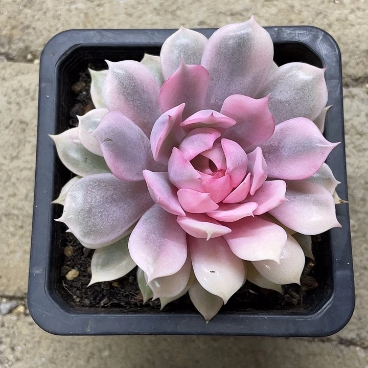 粉蝶锦一物一拍锦龙