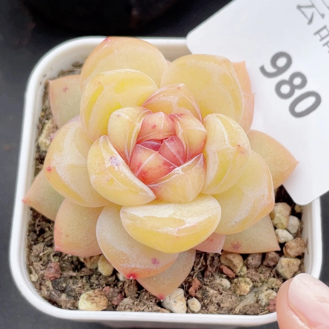 那**开980号糖心冰心珍妮