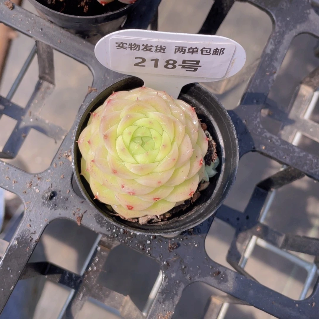 218号 油亮圆脸绿麦秆单头一个m