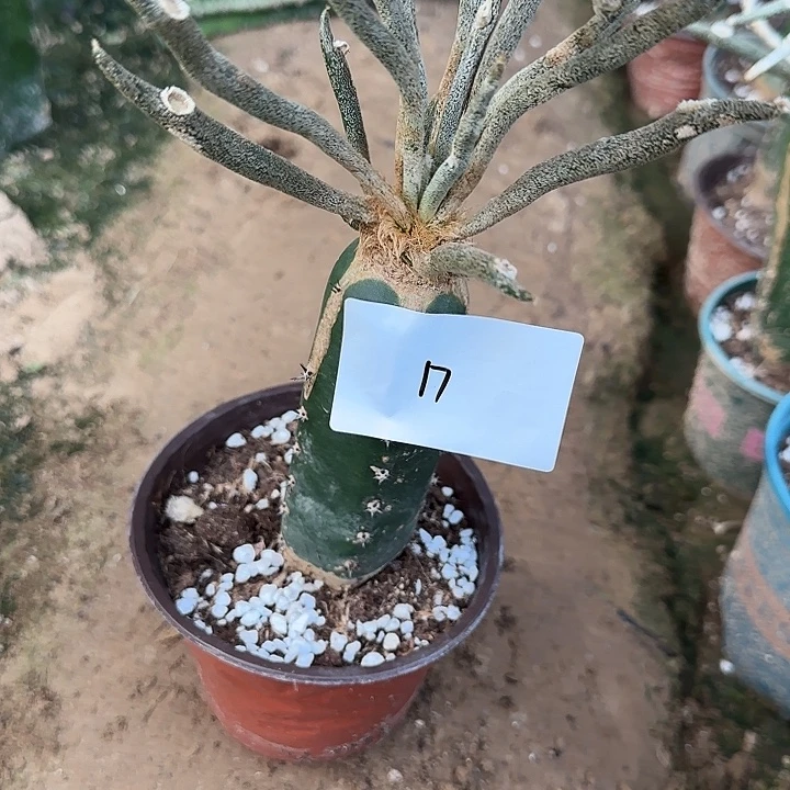 我***旧无花朵嫁接美杜莎17