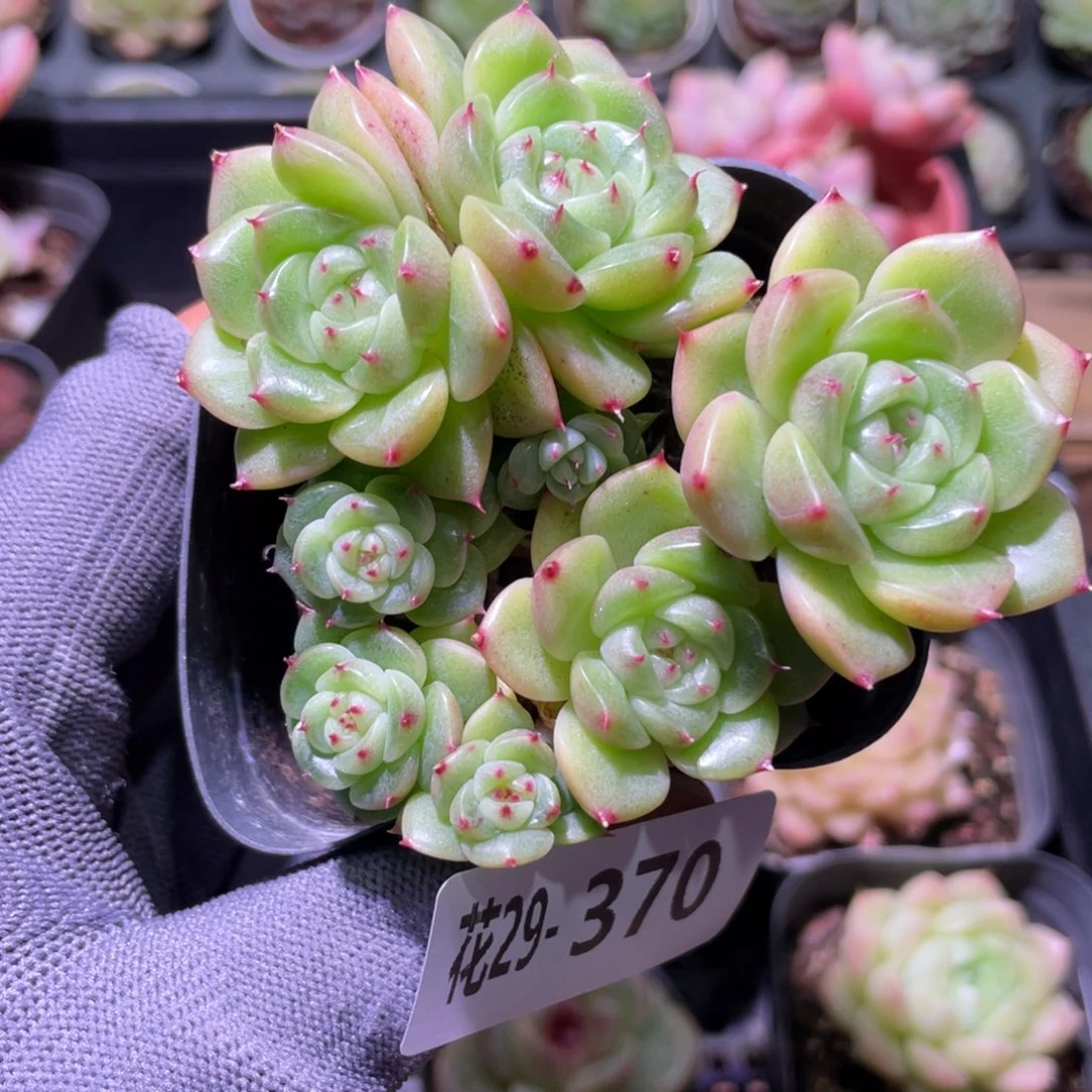 花利美29-370新品