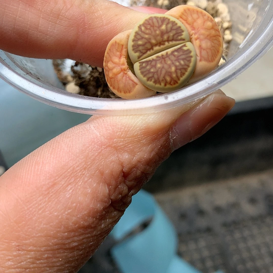 E610多肉植物保护研究所