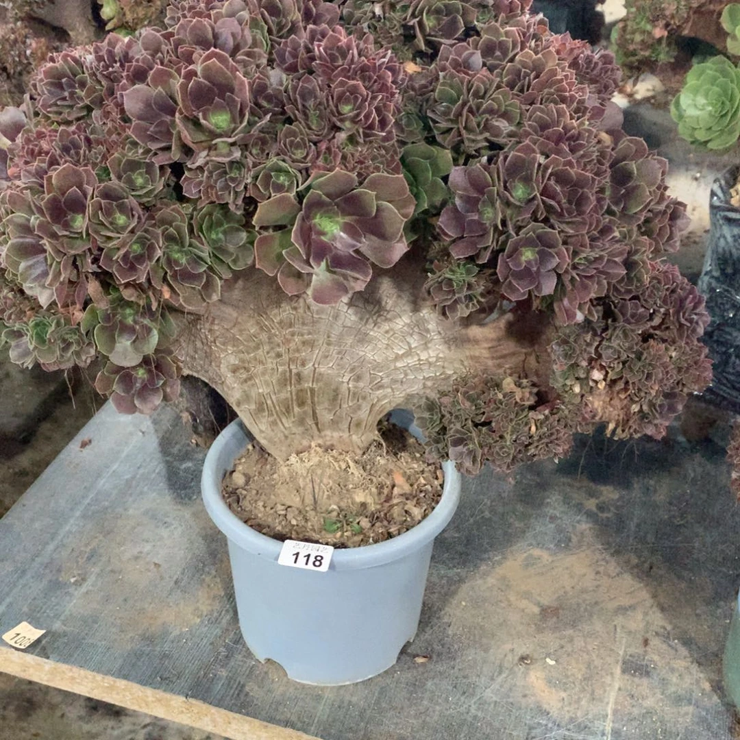 元***子118玫瑰朵朵整板一颗瑕疵