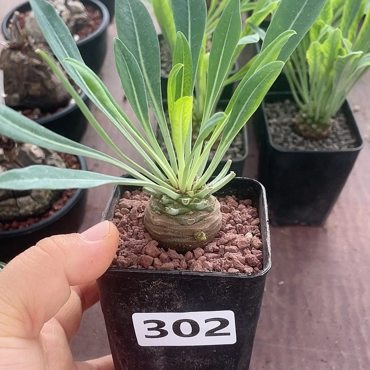 302铁甲丸菠萝球，