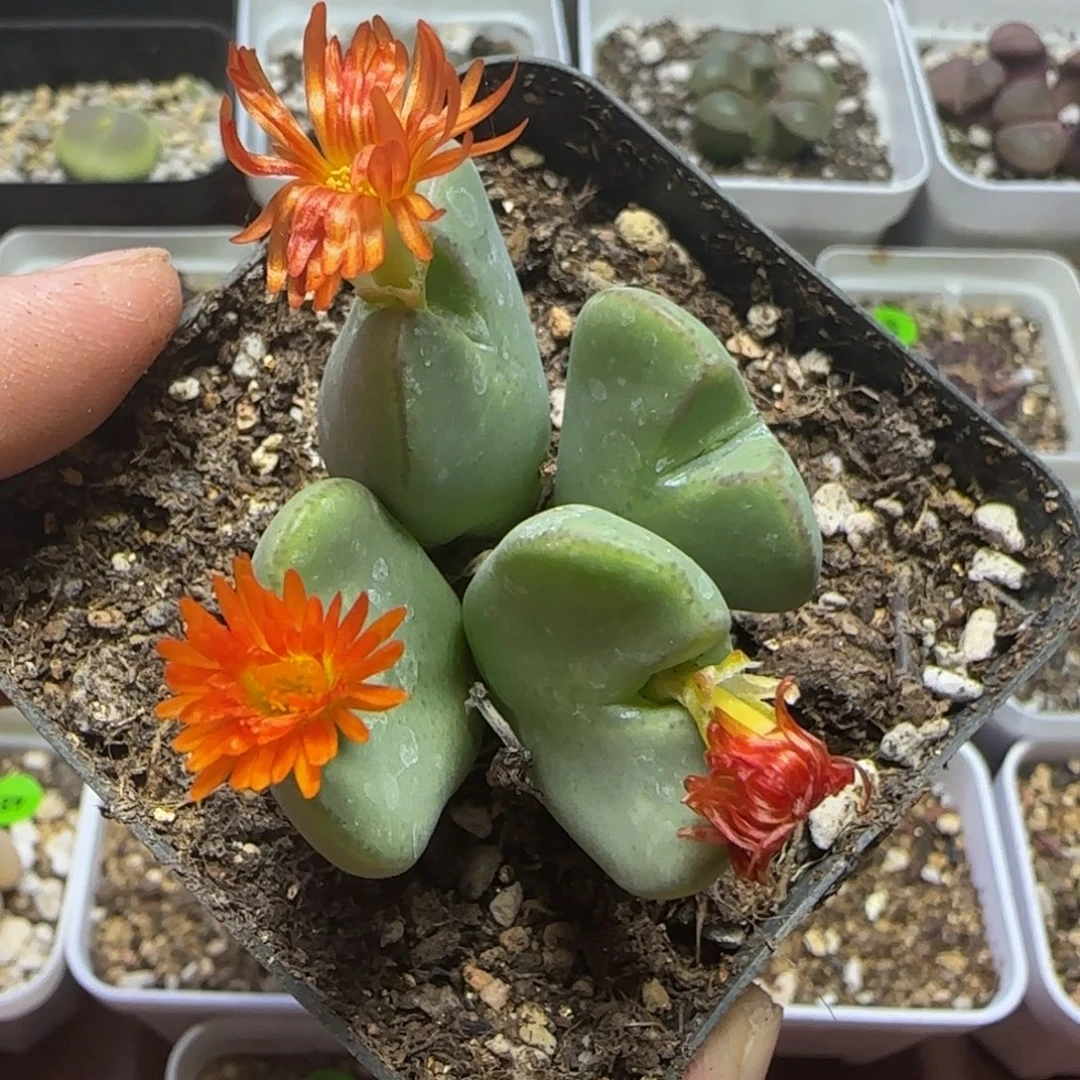 漂漂亮亮多肉植物114