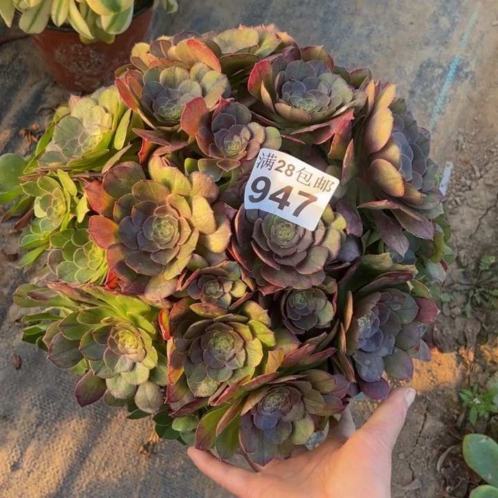 947南万圣节不包损多肉植物