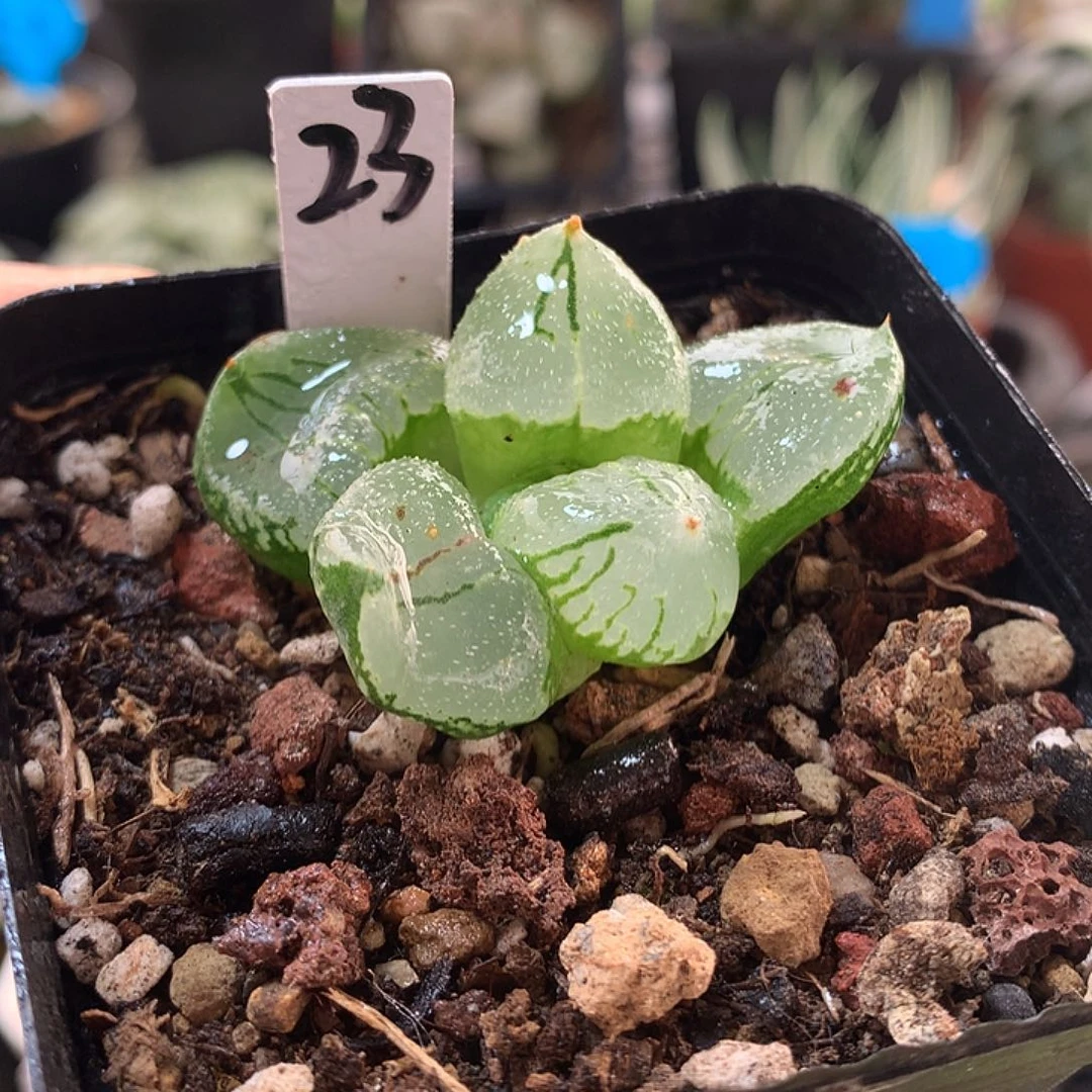 23号虞美人一物一拍