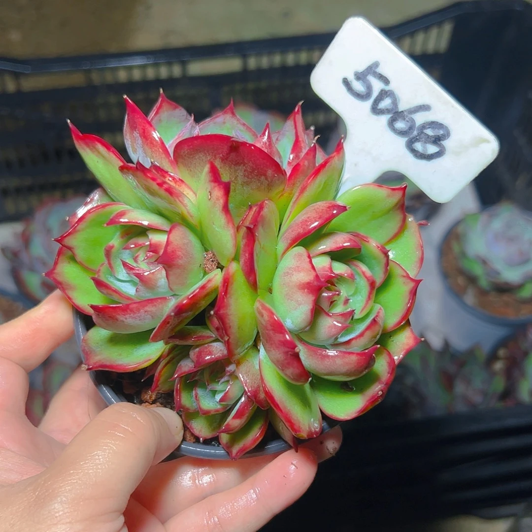 菜***卷惊鸿仙子一物一拍5068号不包整