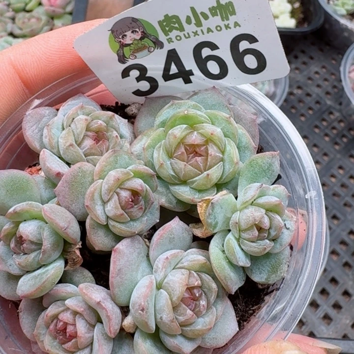 多肉植物多肉植物