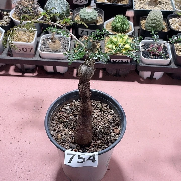 754列加漆树块根植物