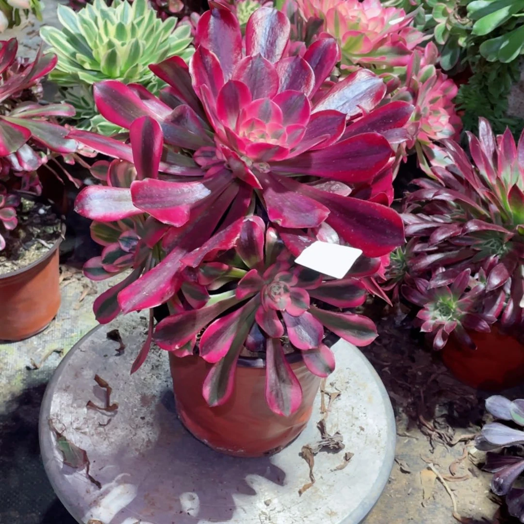 多肉植物美杜莎449