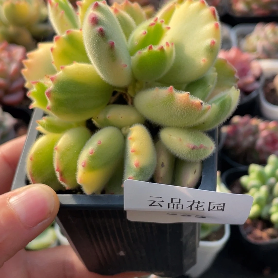 535号糖心冰心珍妮 彩虹熊