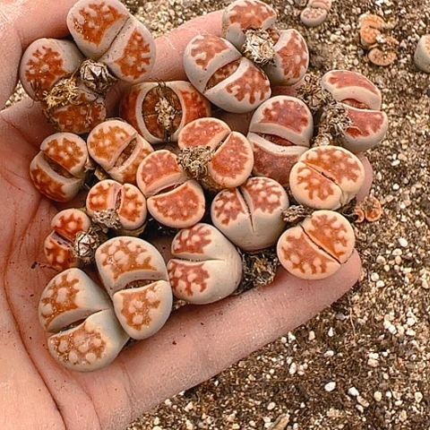 【闪购商品】雨***?25273