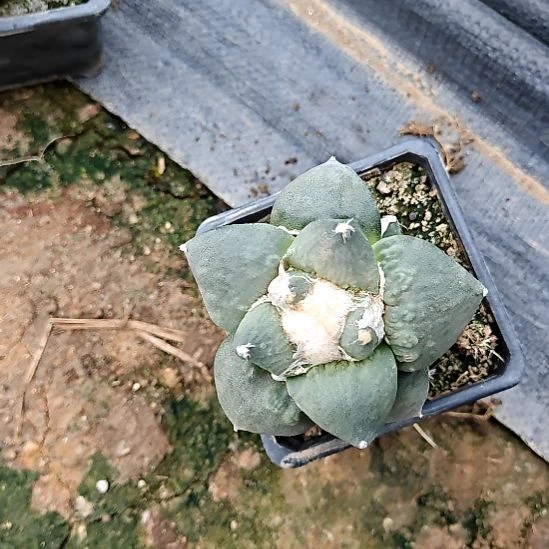 差价花友专拍一物一拍