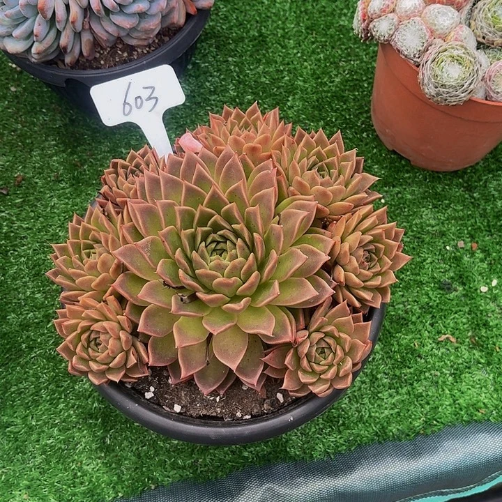 淡***然丽娟花卉海洋之星