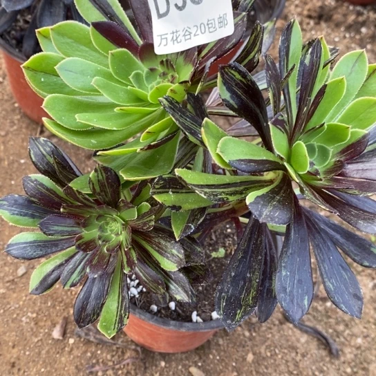 584水墨丹青砍过多肉植物
