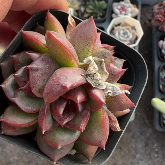 40紫水晶多肉植物多