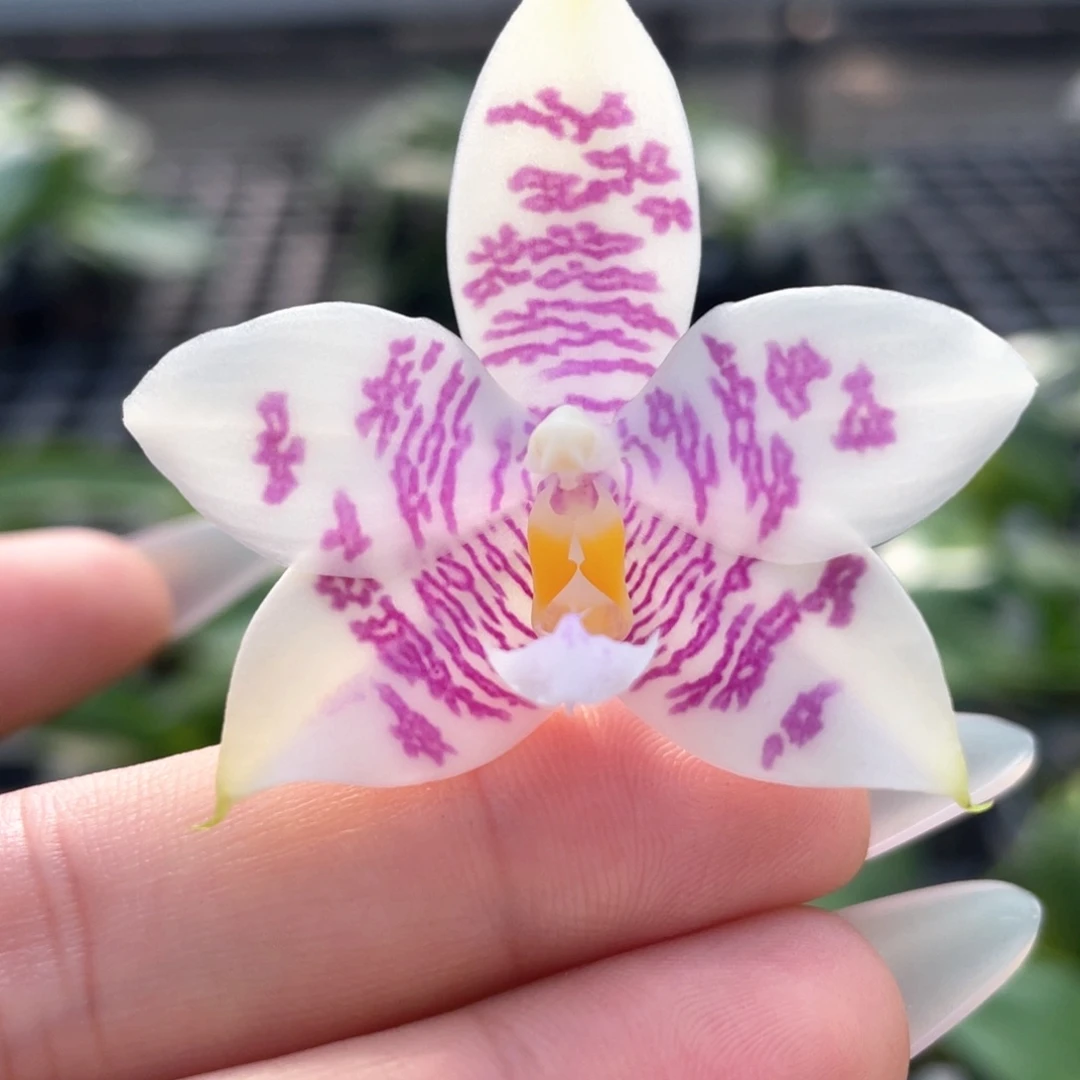 当前无花栽培后可以开花