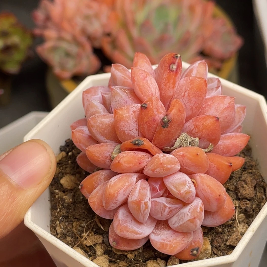 糖心三头群生满35包邮