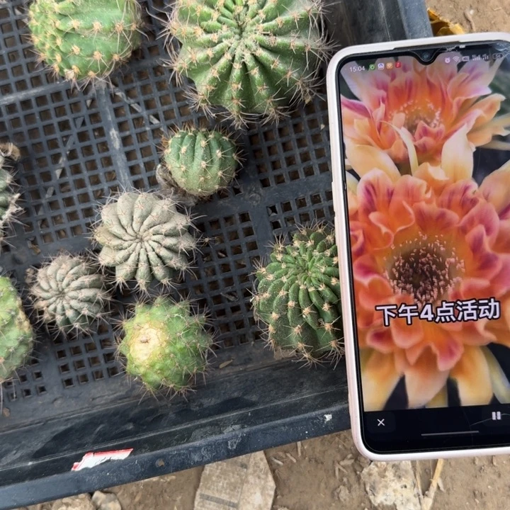 223地捡阳41歪3公分左右无根侧牙斑，20包邮