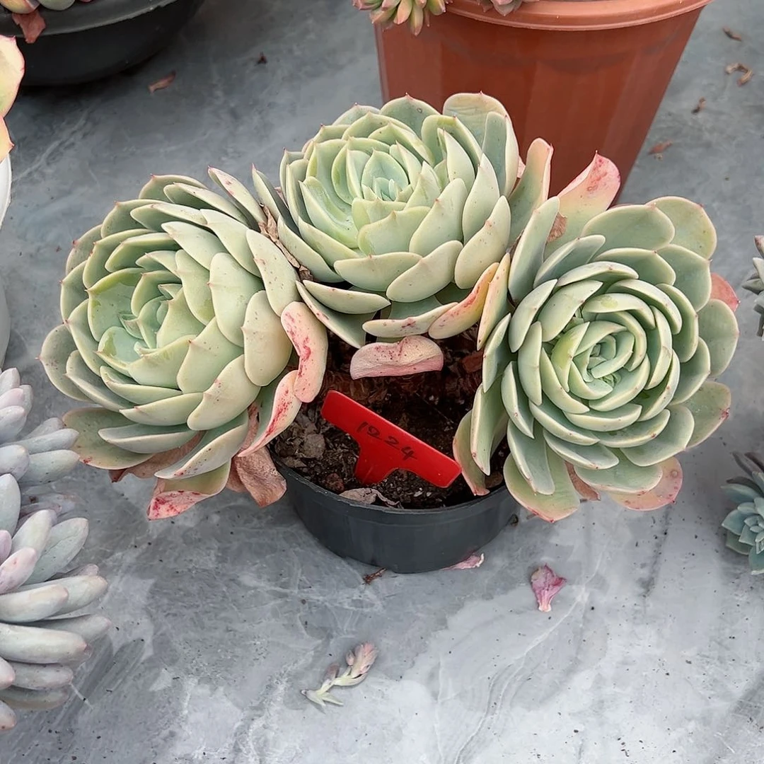 晚*1224蓝色苍鹭多肉植物