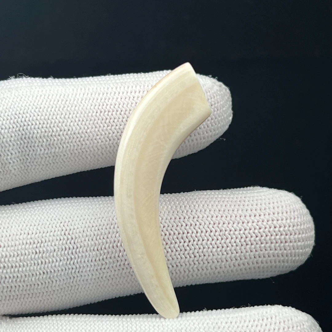 L4598 天然猛犸牙尖 49.5mm一物一图 支持鉴定 假一罚十