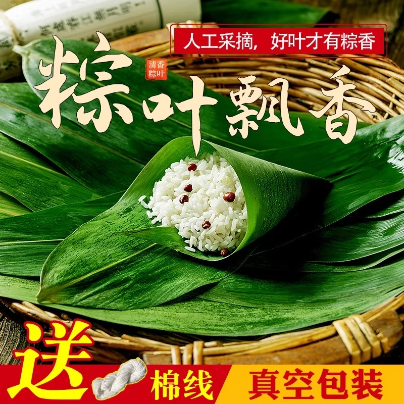 【现摘速发】粽子叶粽叶免邮新鲜大号宽棕叶包粽子端午节DIY寿司模
