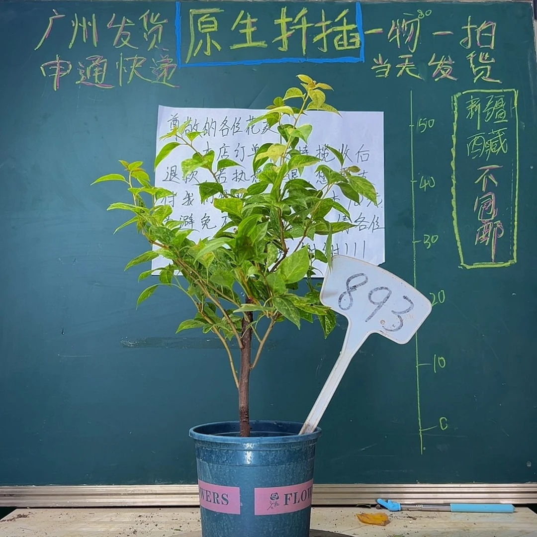 当前无花栽培后可以开花  沙斑女郎  893