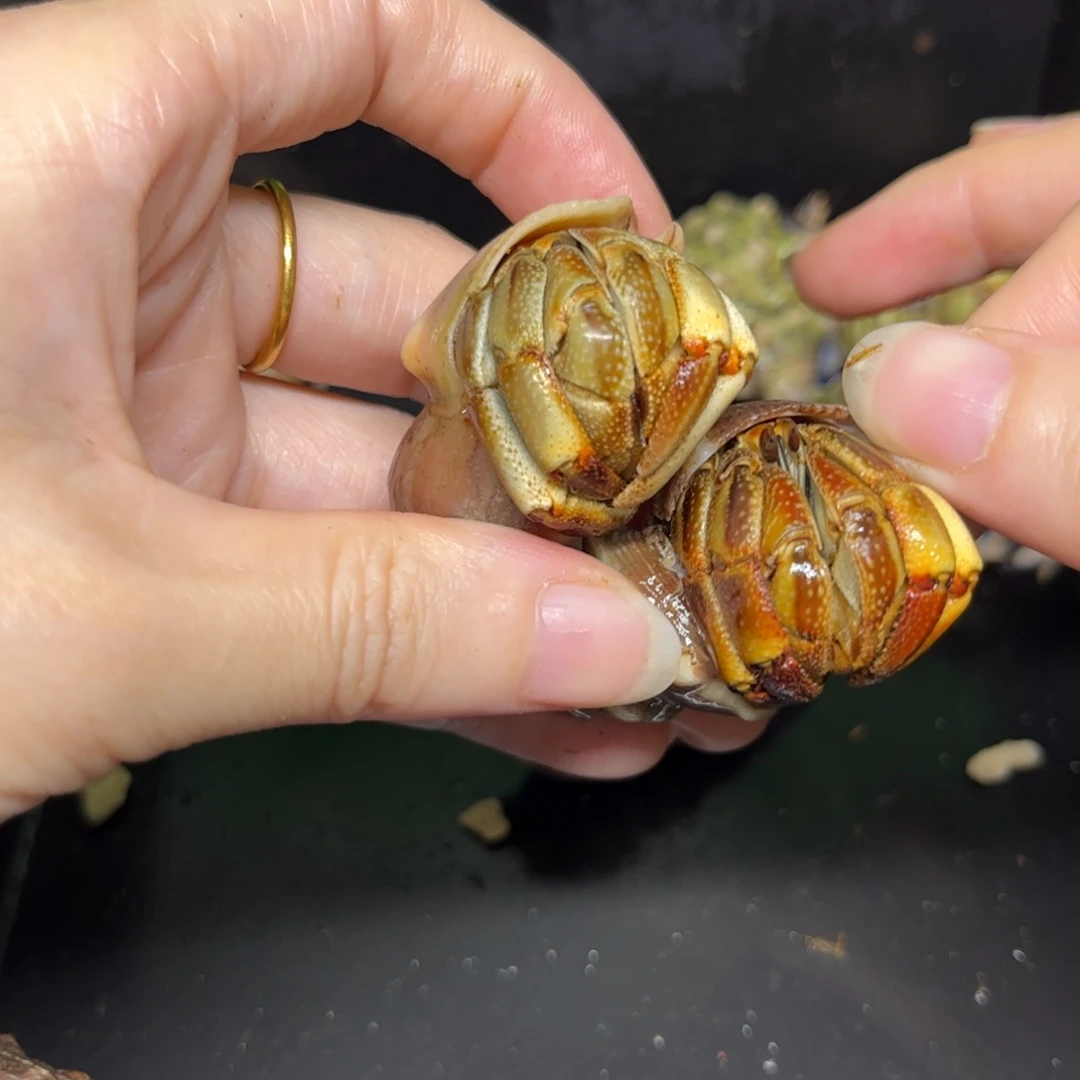 2.5口左右瓜瓜65米两个