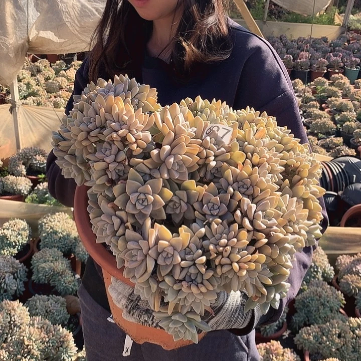 697 淡雪缀 一物一拍