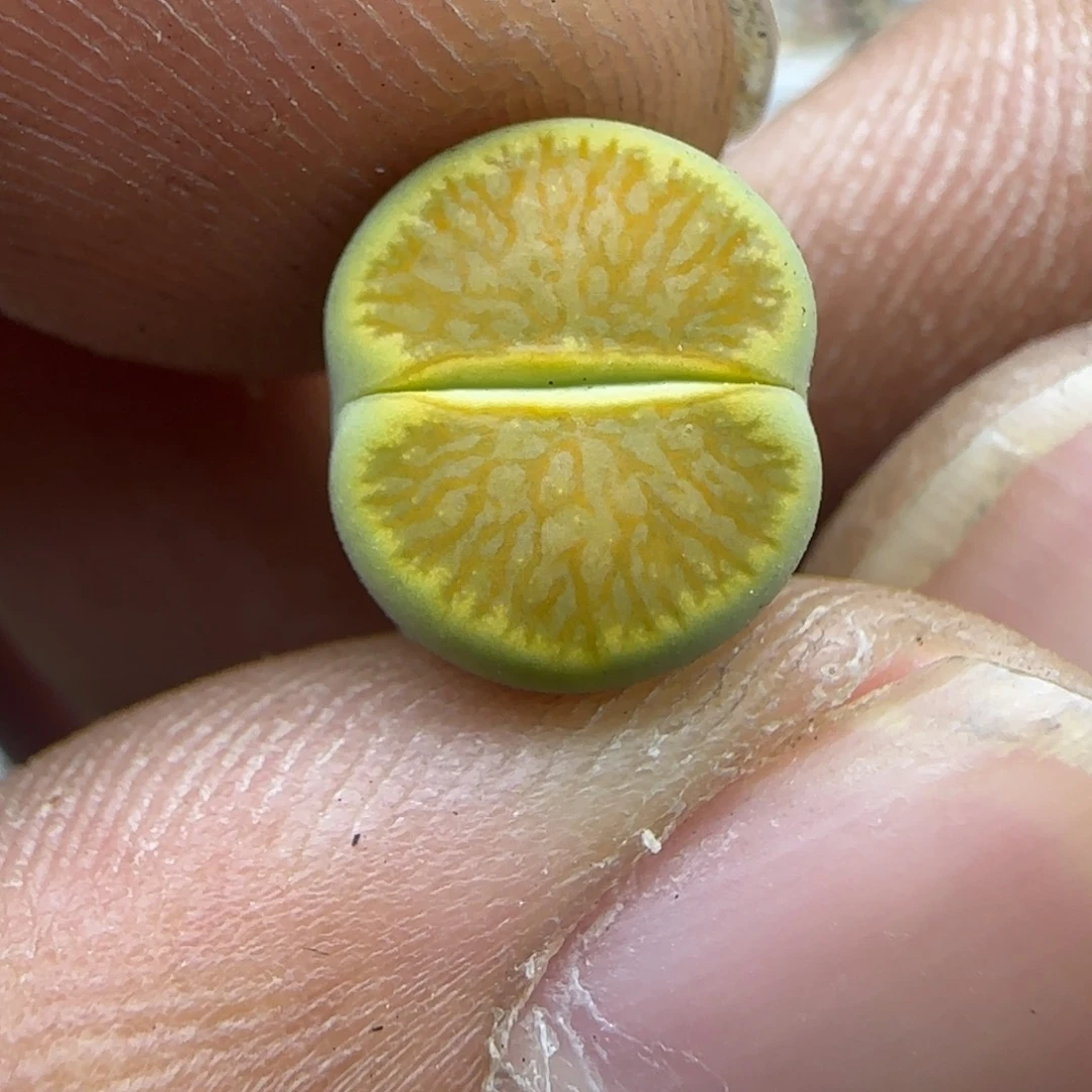 808 生石花大棚直播