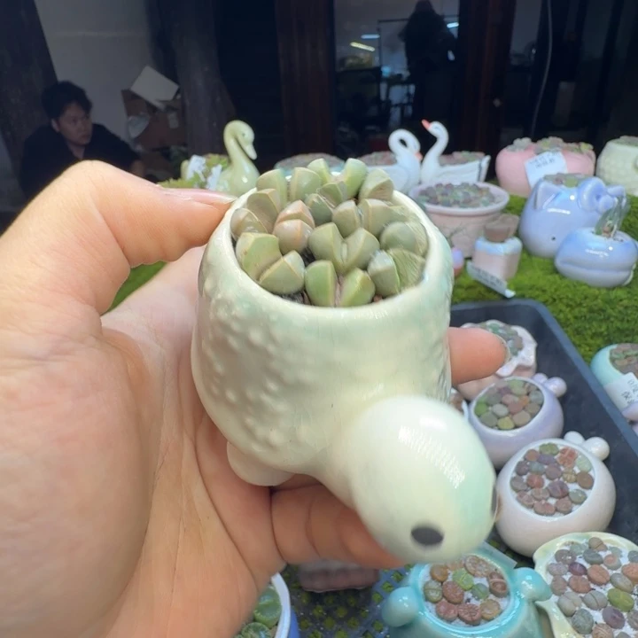 多肉葡萄的味道真的1231