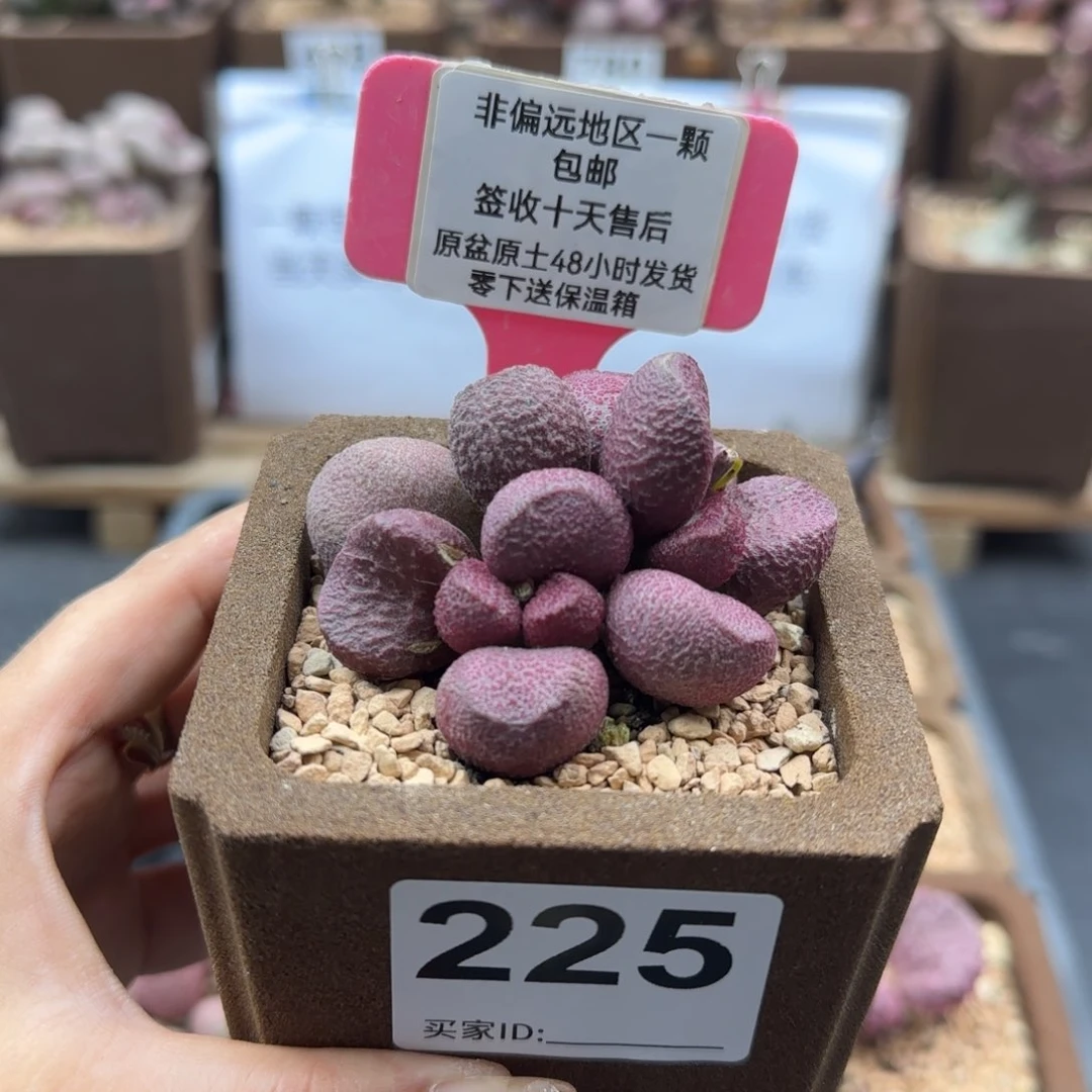 225红烧肉多肉植物
