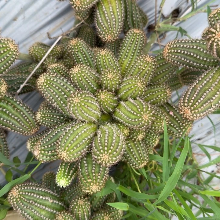 白檀仙人掌721群生175