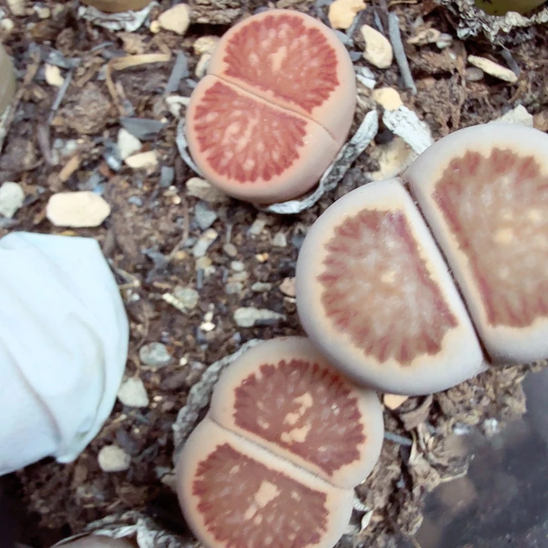 好喜欢看我是怎么524哈哈