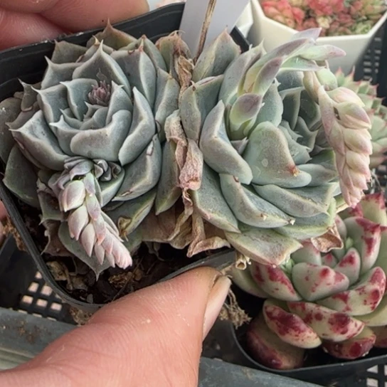 65蓝丝绒 一物一拍多肉