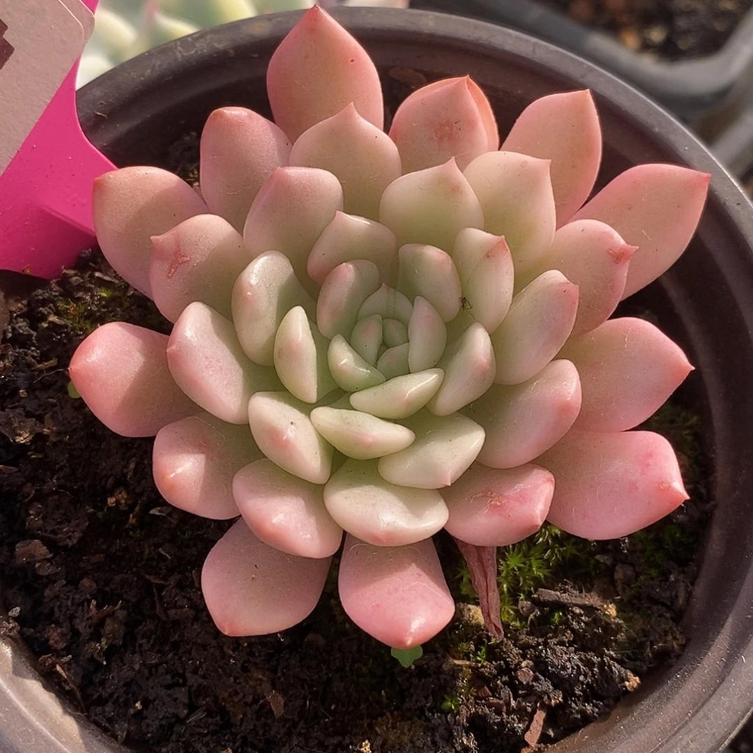 434红宝石哈哈哈哈是