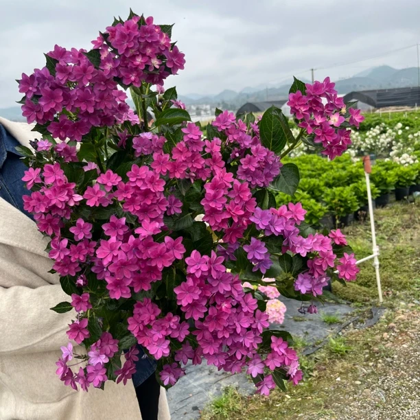 《筑紫之风》3加仑 露天基地绣球庭院阳台带花苞重瓣大花绣球