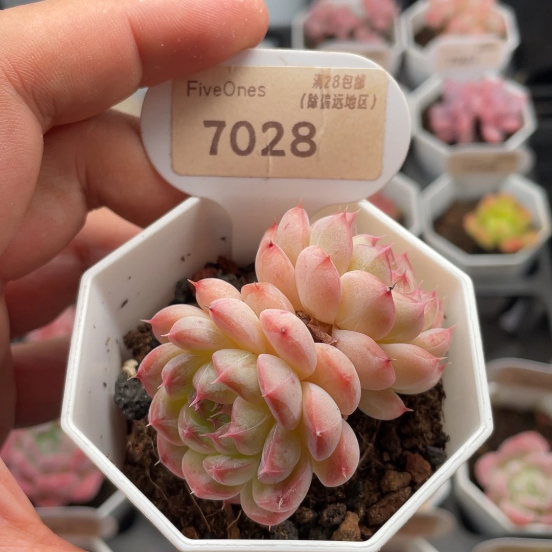 女王7028-5.5厘米