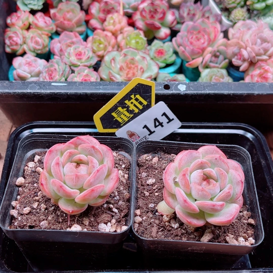 多肉植物多肉植物