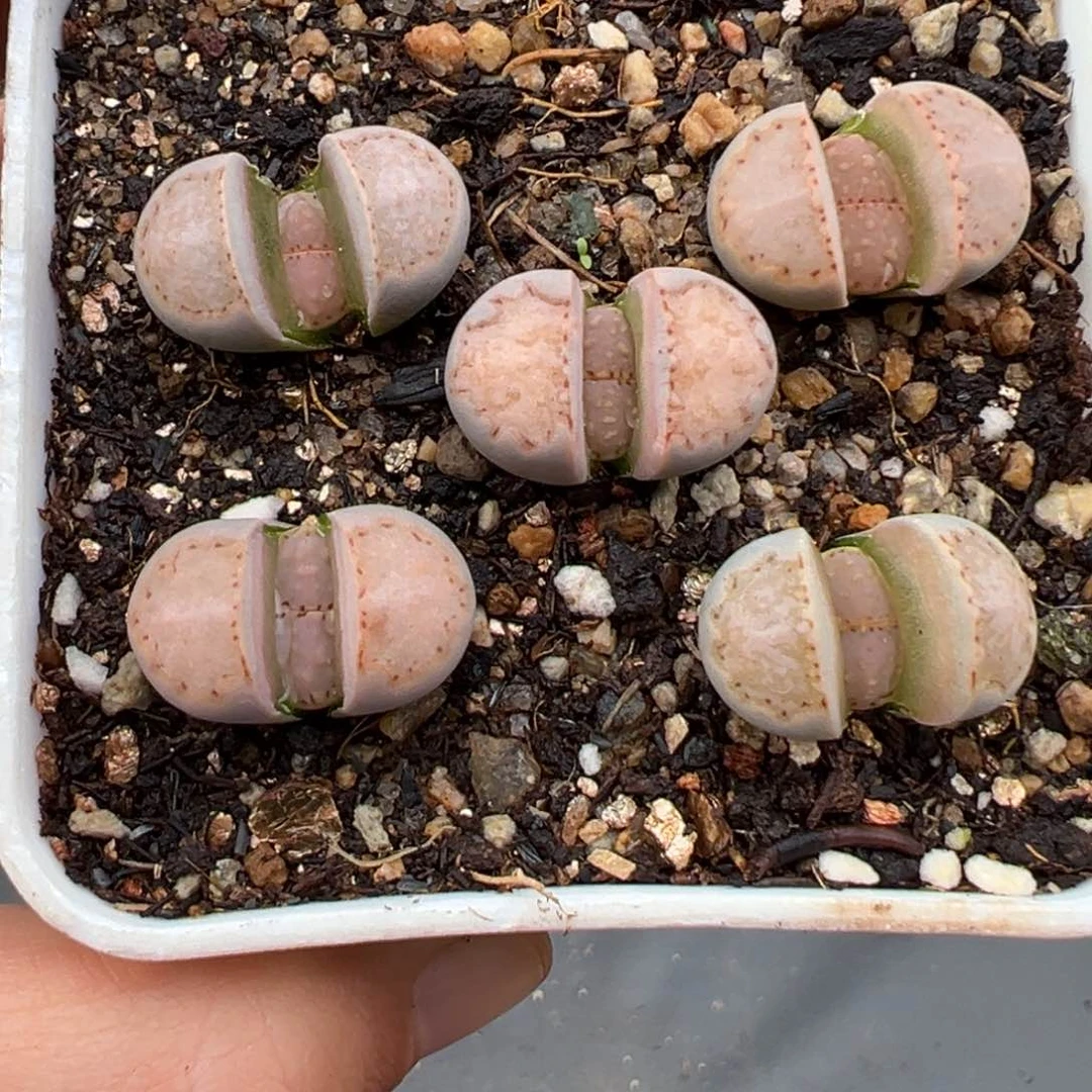 1.26好看的多肉788