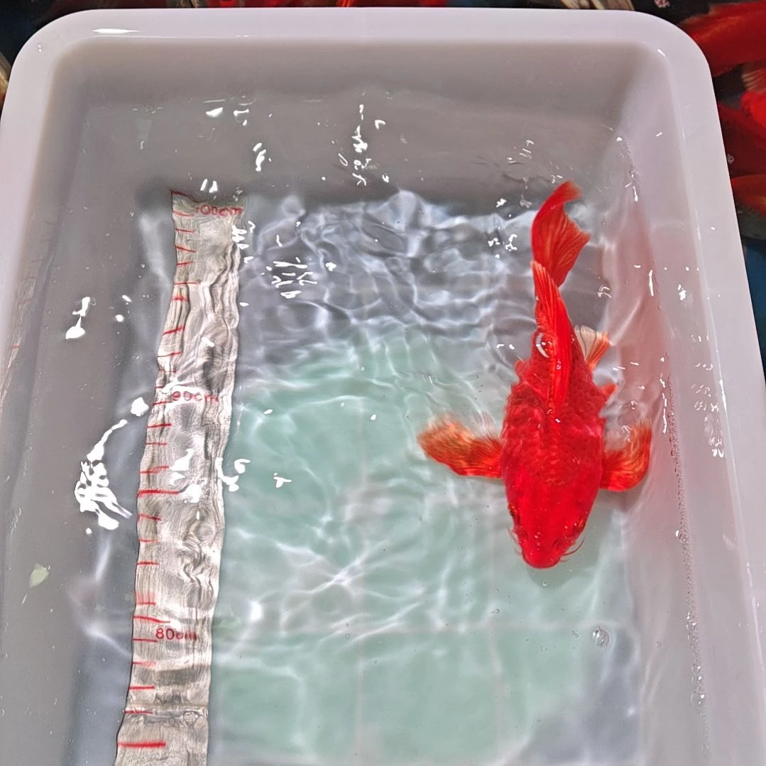 中国大陆冷水观赏鱼蝴蝶鲤